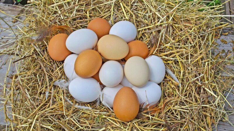 Które kury znoszą najwięcej jajek – rasy najbardziej nieśne