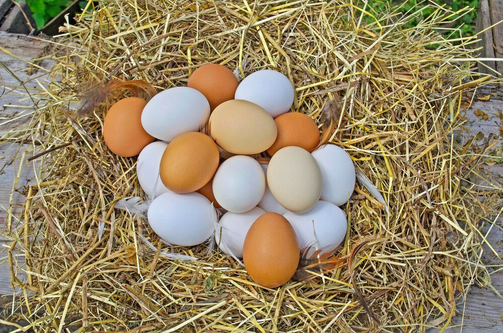 Które kury znoszą najwięcej jajek – rasy najbardziej nieśne