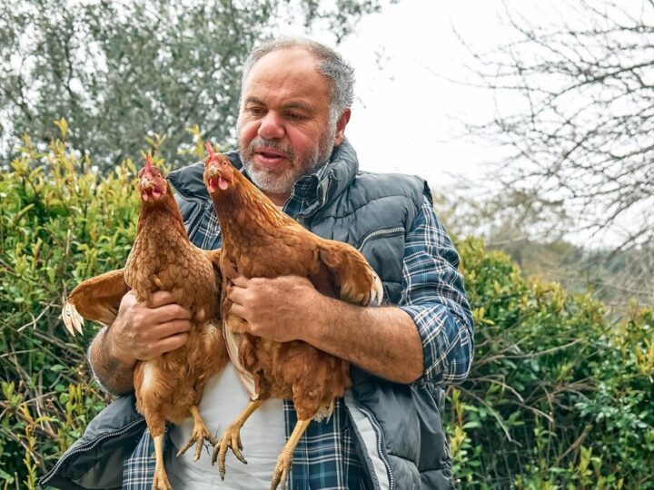 Kury leghorn – opinie hodowców i praktyczne doświadczenia