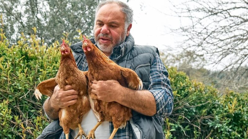 Kury leghorn – opinie hodowców i praktyczne doświadczenia