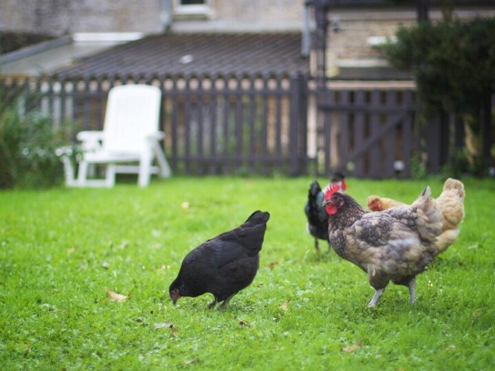 Kury nioski rasy – które najlepiej sprawdzą się w chowie przydomowym?