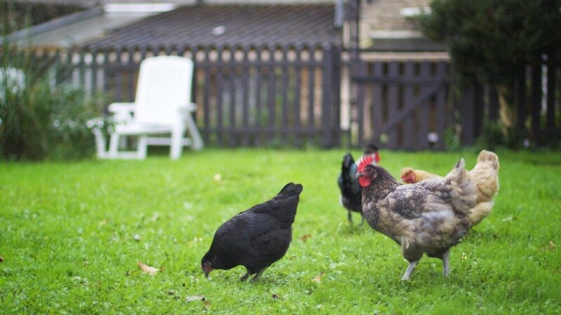 Kury nioski rasy – które najlepiej sprawdzą się w chowie przydomowym?