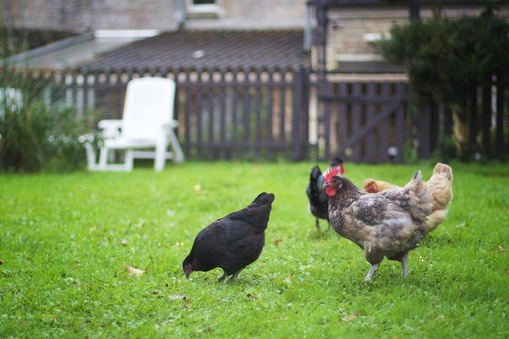 Kury nioski rasy – które najlepiej sprawdzą się w chowie przydomowym?