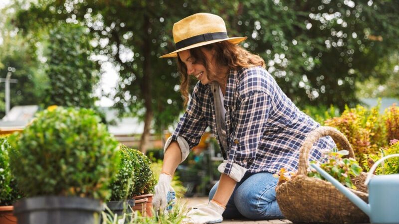 Laurowiśnia – kiedy sadzić? Najlepsze terminy i porady