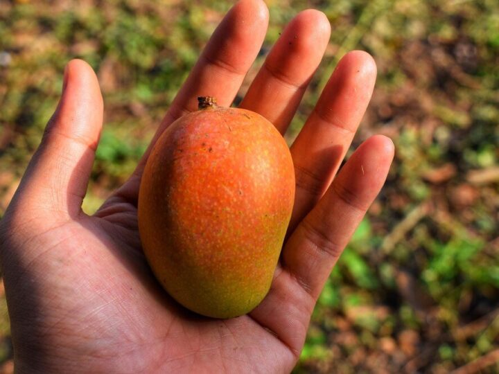 Mango z pestki – jak wyhodować drzewko w domu
