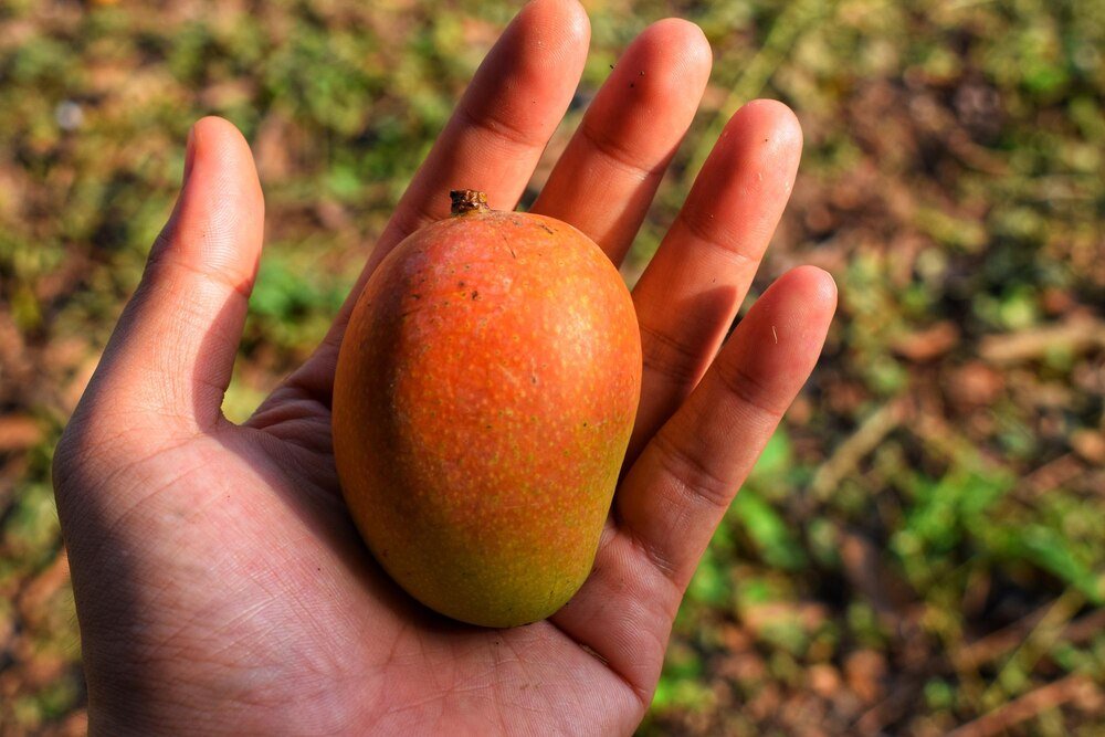 Mango z pestki – jak wyhodować drzewko w domu