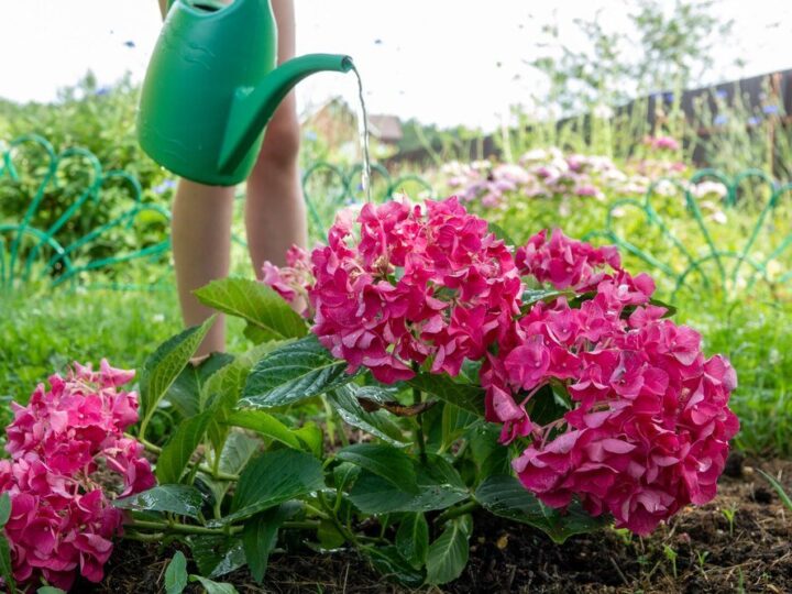 Nawóz do pelargonii – kiedy i jak nawozić?