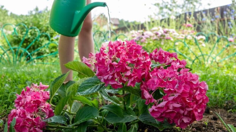 Nawóz do pelargonii – kiedy i jak nawozić?