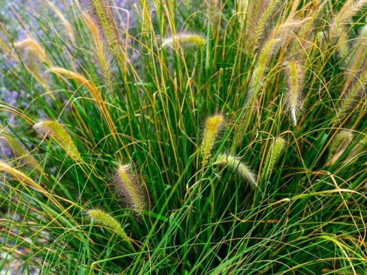 Nawóz do traw ozdobnych – jak wybrać i stosować?