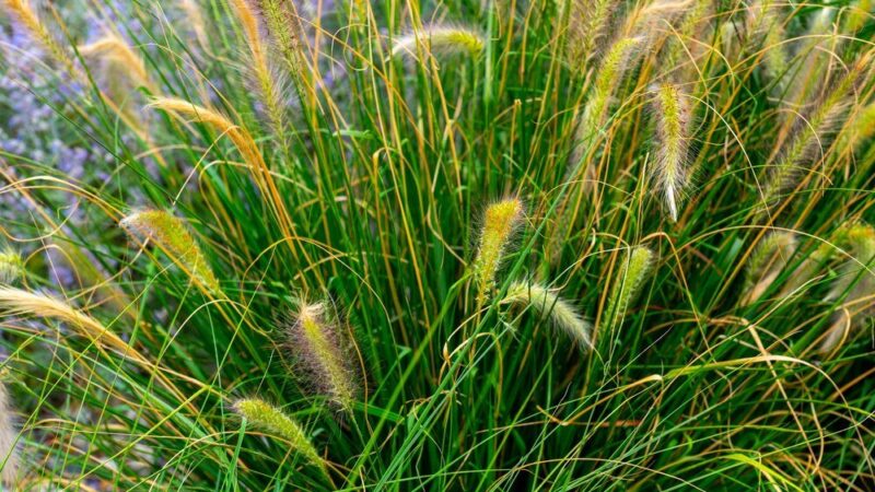 Nawóz do traw ozdobnych – jak wybrać i stosować?