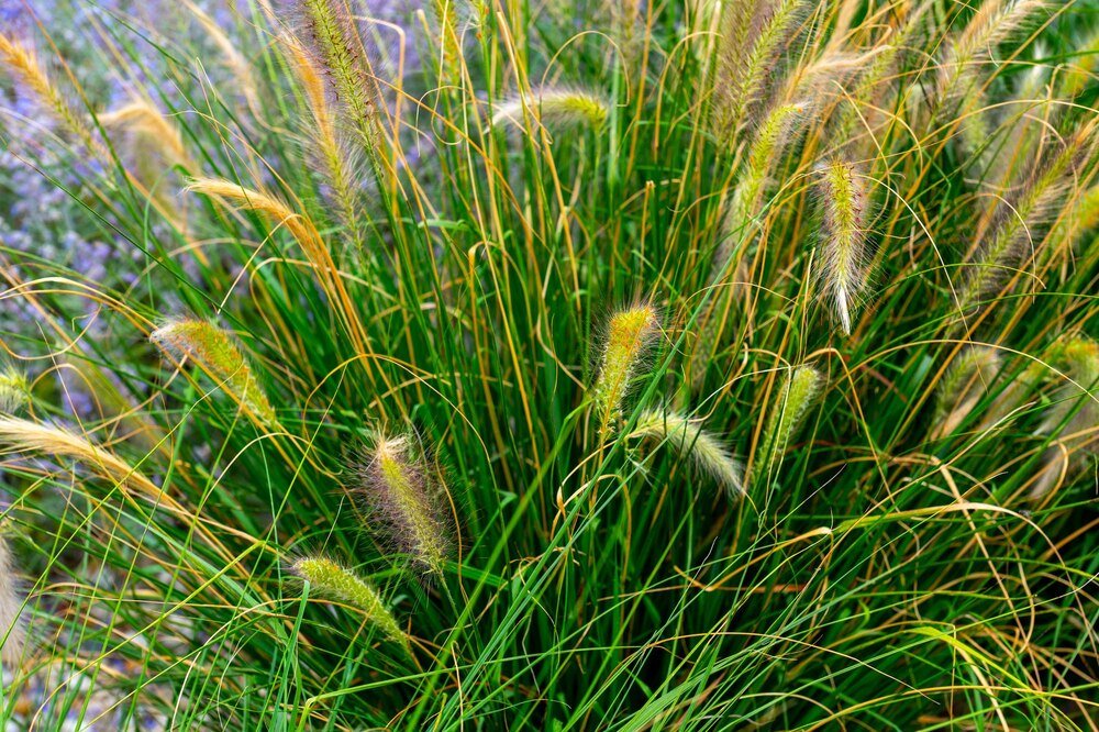 Nawóz do traw ozdobnych – jak wybrać i stosować?