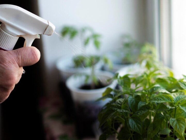 Oprysk z drożdży – zastosowanie w ogrodzie i przepisy