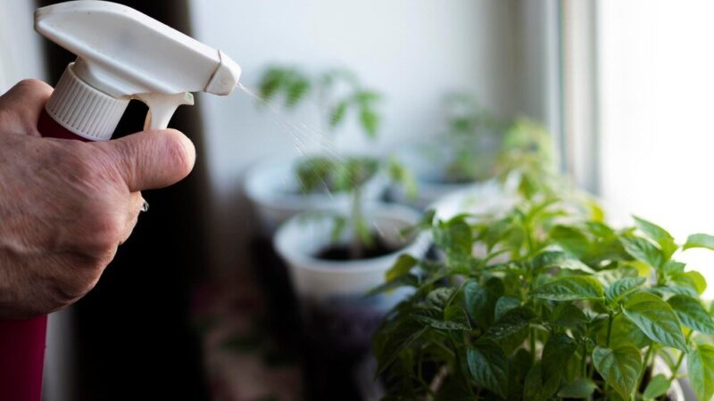 Oprysk z drożdży – zastosowanie w ogrodzie i przepisy