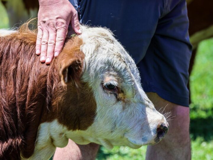 Paraliż nóg u krowy – przyczyny i postępowanie