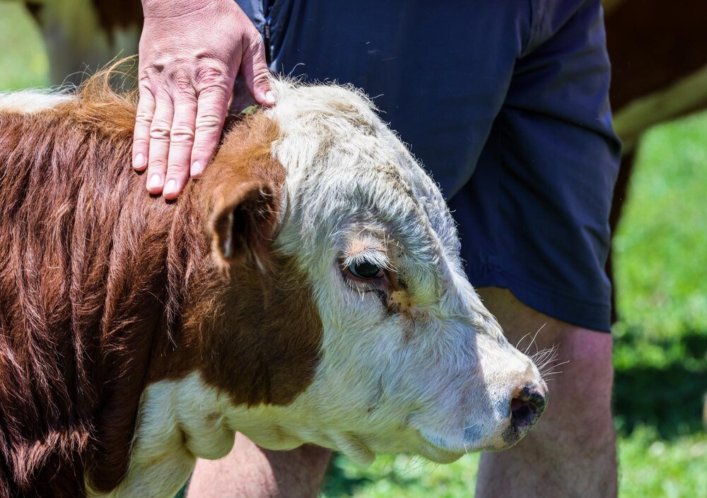 Paraliż nóg u krowy – przyczyny i postępowanie