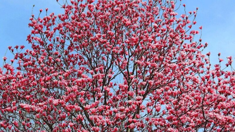 Po ilu latach kwitnie judaszowiec – tempo wzrostu i wymagania
