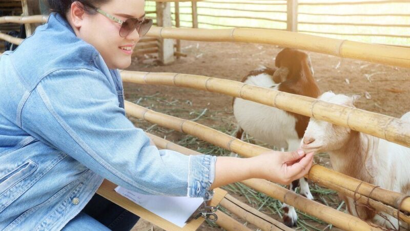 Produkcja zwierzęca – główne gałęzie i znaczenie