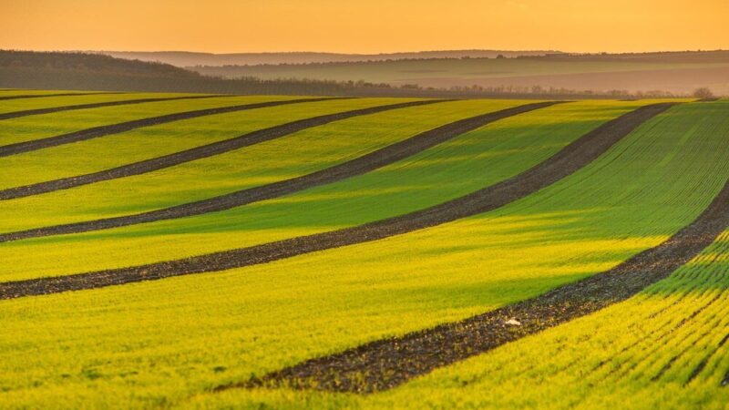 Przyrodnicze czynniki rozwoju rolnictwa – znaczenie i przykłady