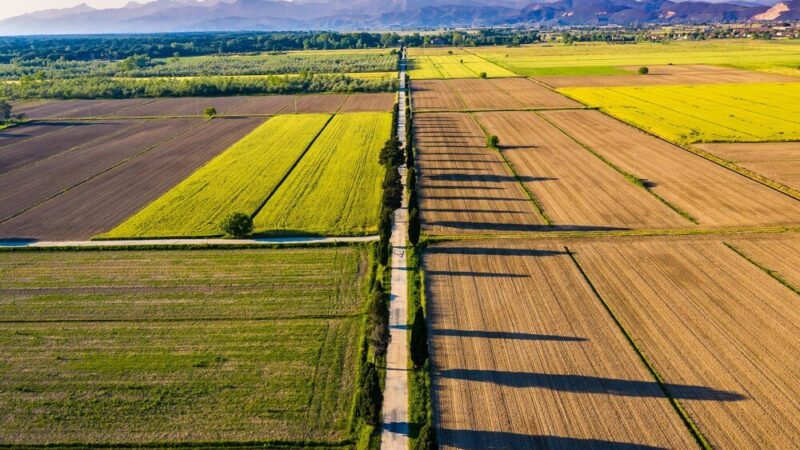 Rolnictwo ekstensywne – cechy, przykłady i znaczenie