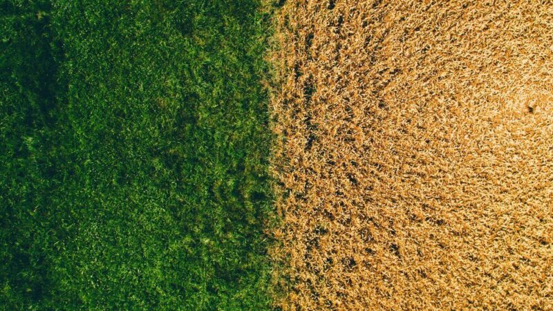 Rolnictwo intensywne i ekstensywne – porównanie systemów