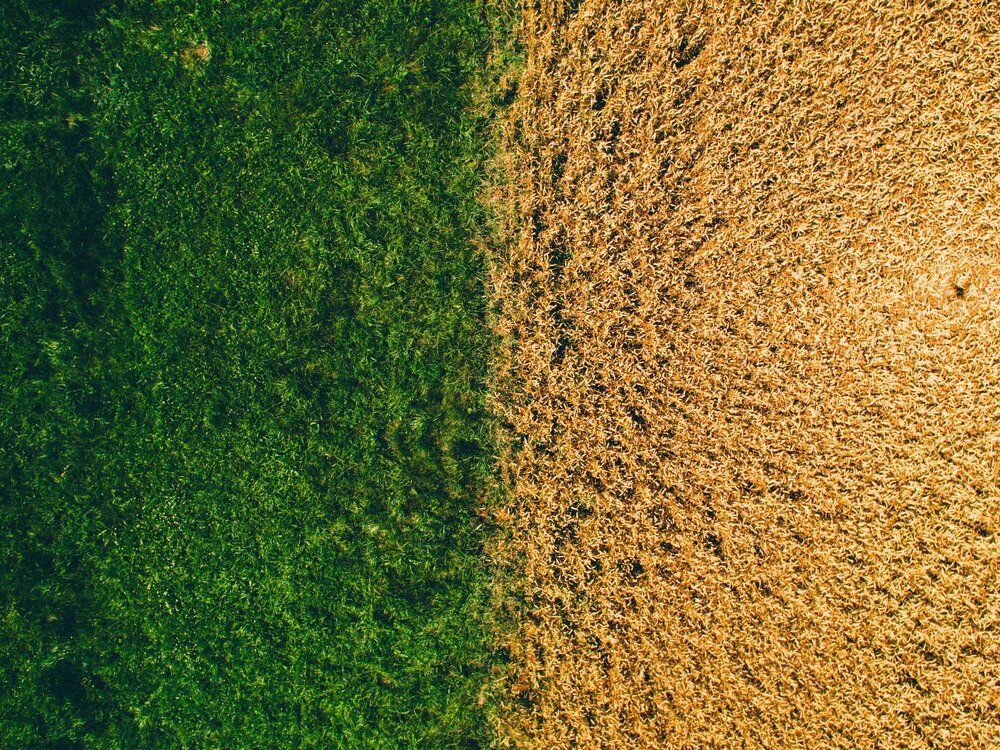 Rolnictwo intensywne i ekstensywne – porównanie systemów