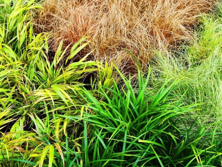 Rozplenica japońska odmiany – które wybrać do ogrodu?