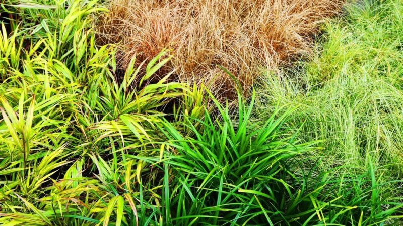 Rozplenica japońska odmiany – które wybrać do ogrodu?