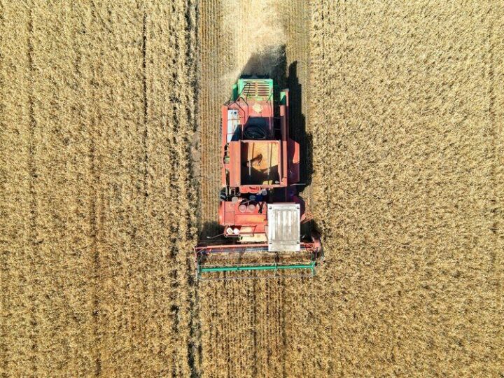 Siew pszenicy ozimej – terminy i norma wysiewu