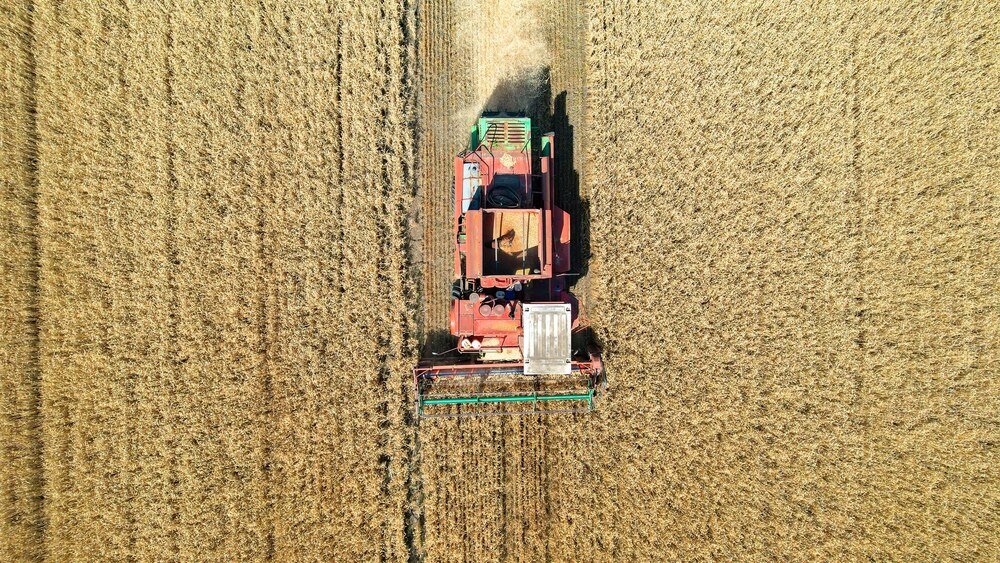 Siew pszenicy ozimej – terminy i norma wysiewu