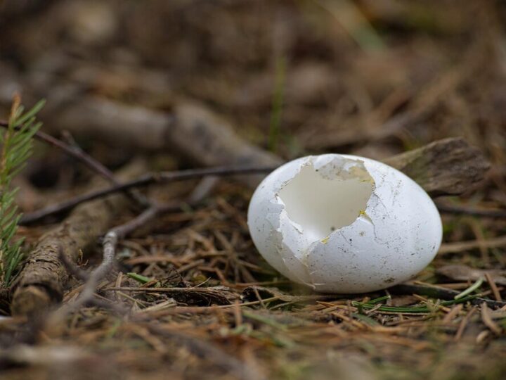 Skorupki jajek – pod jakie rośliny warto je stosować?