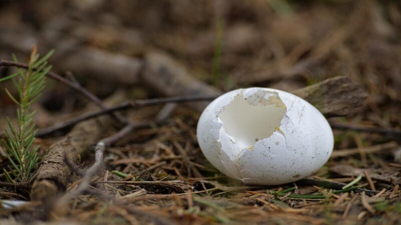 Skorupki jajek – pod jakie rośliny warto je stosować?