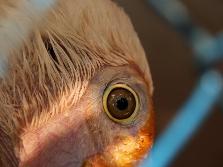 Spuchnięte oko u kury – przyczyny i leczenie