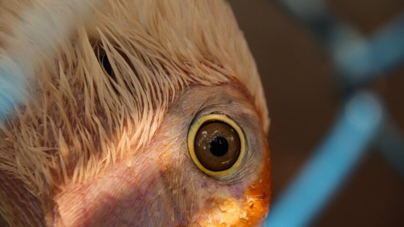 Spuchnięte oko u kury – przyczyny i leczenie