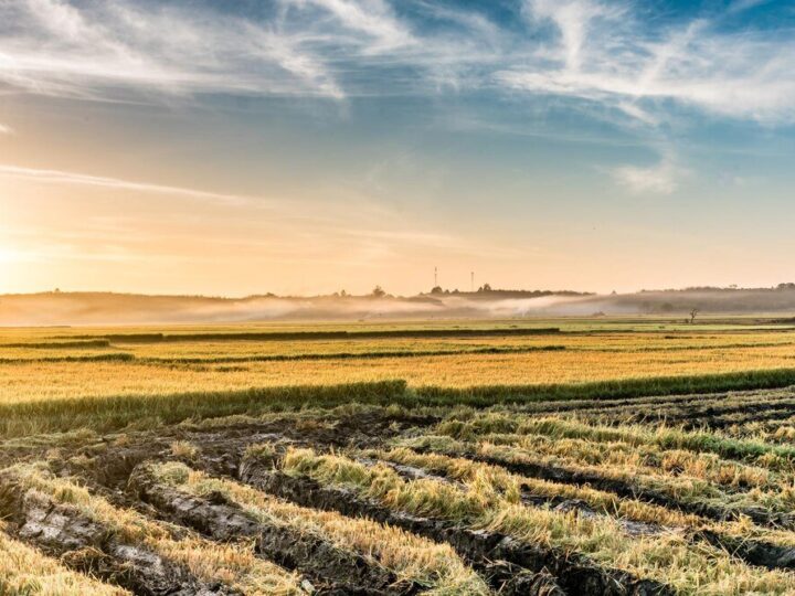 Struktura agrarna – znaczenie dla rozwoju rolnictwa