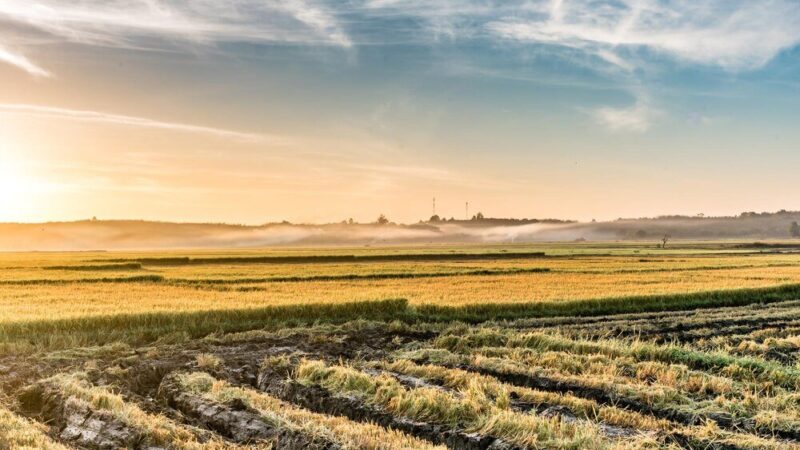 Struktura agrarna – znaczenie dla rozwoju rolnictwa