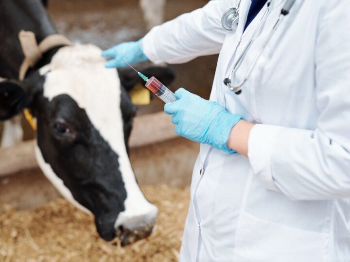 Trawieniec u krowy – objawy chorób i leczenie