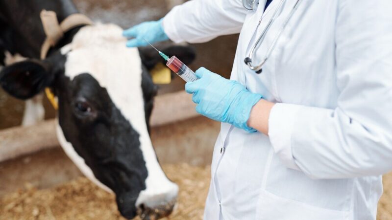 Trawieniec u krowy – objawy chorób i leczenie