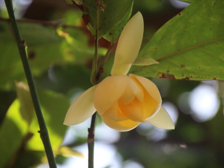 Tulipanowiec po 10 latach – wzrost, wygląd i pielęgnacja