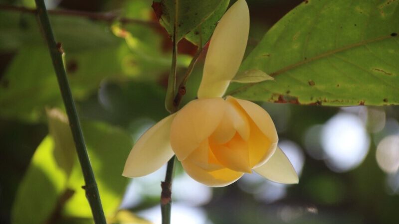 Tulipanowiec po 10 latach – wzrost, wygląd i pielęgnacja