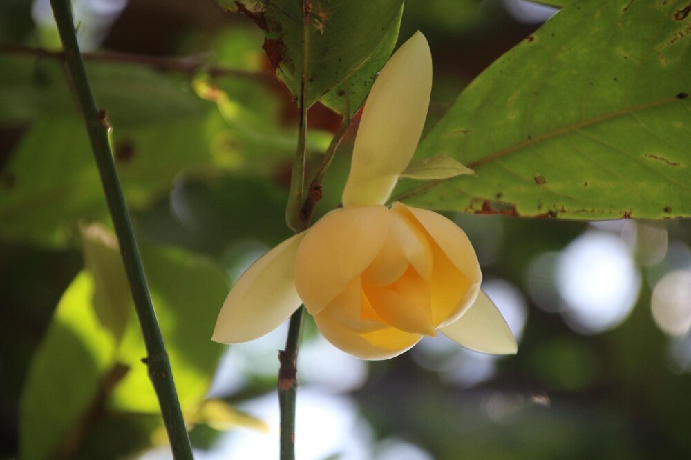 Tulipanowiec po 10 latach – wzrost, wygląd i pielęgnacja