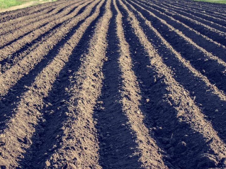 Typy gleb – jak rozpoznać i które są najlepsze pod uprawę