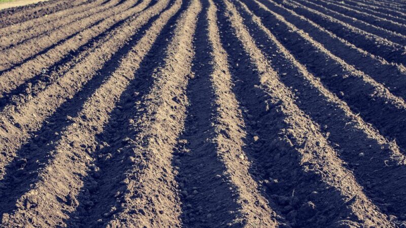 Typy gleb – jak rozpoznać i które są najlepsze pod uprawę