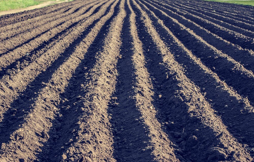 Typy gleb – jak rozpoznać i które są najlepsze pod uprawę