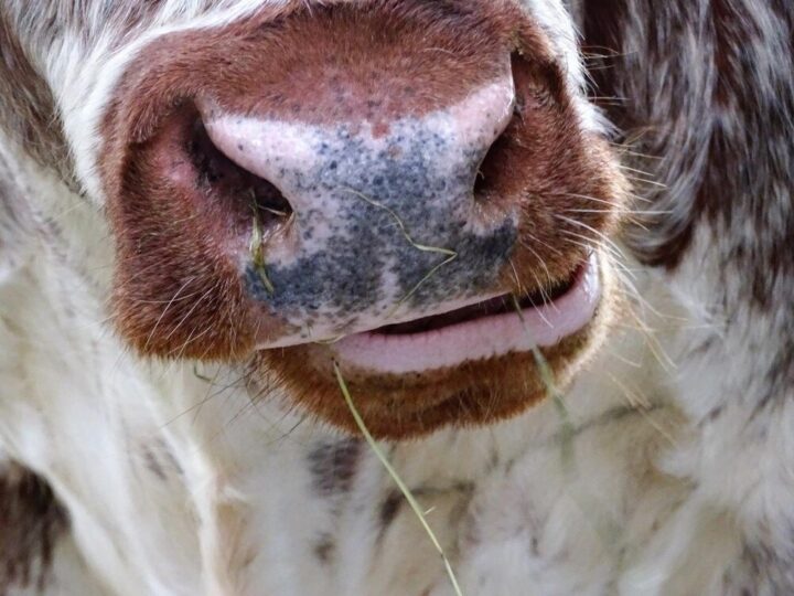 Uzębienie krowy – budowa i znaczenie w żywieniu