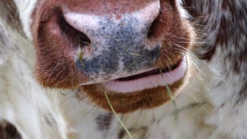 Uzębienie krowy – budowa i znaczenie w żywieniu