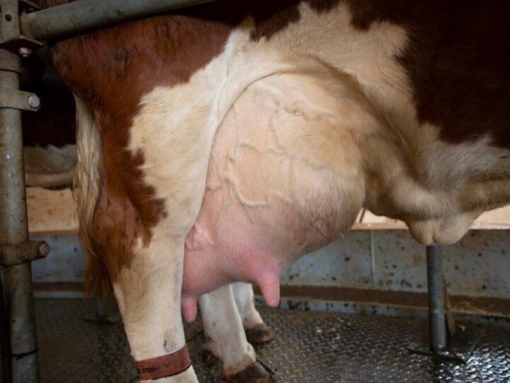 Zapalenie wymienia u krowy – objawy i leczenie