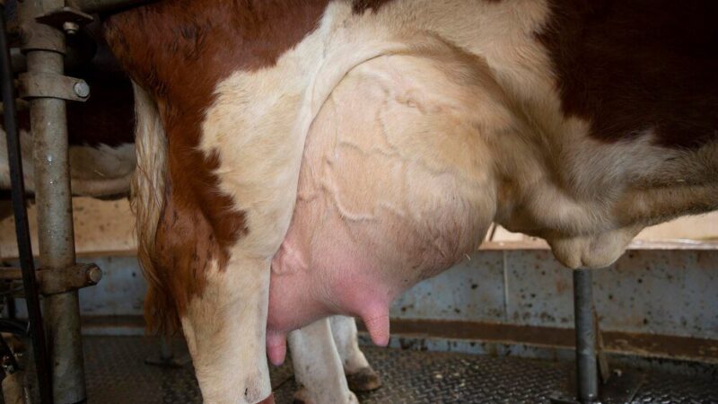 Zapalenie wymienia u krowy – objawy i leczenie