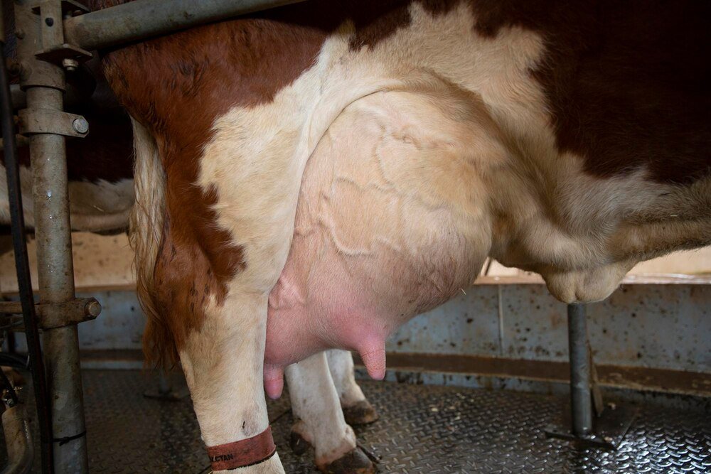 Zapalenie wymienia u krowy – objawy i leczenie