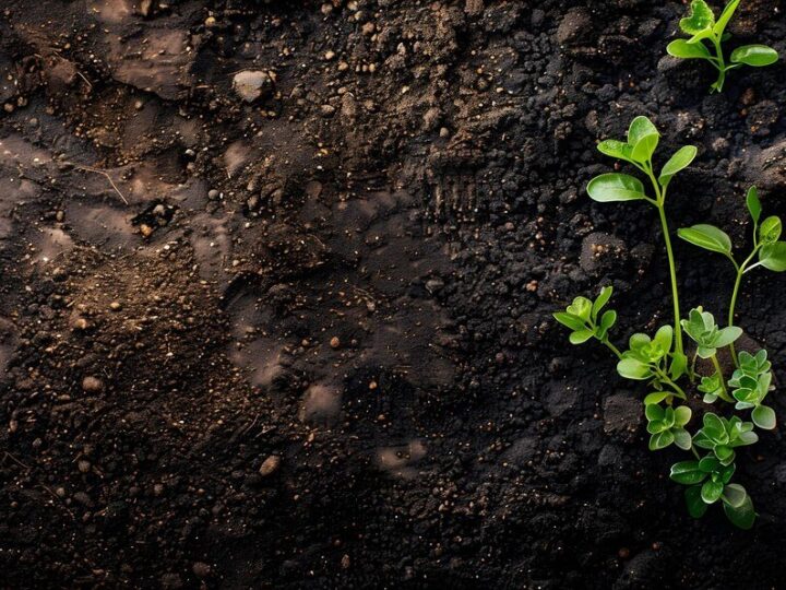 80l ziemi ile to kg – prosty przelicznik dla ogrodnika