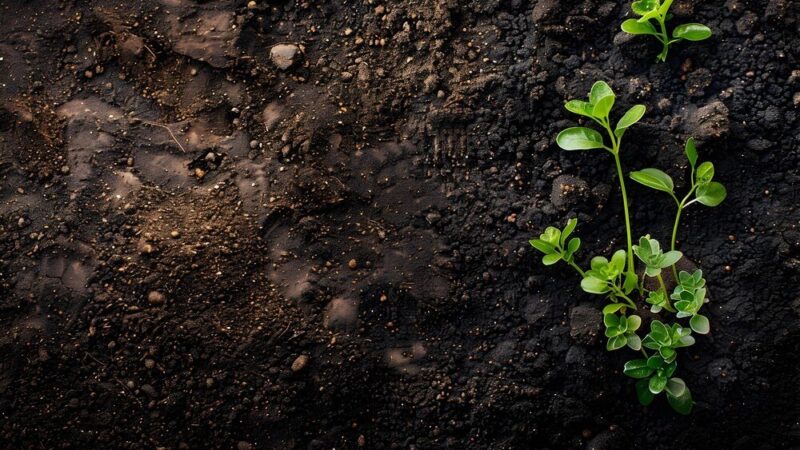 80l ziemi ile to kg – prosty przelicznik dla ogrodnika